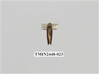 藏品(雙分苔蛾)的圖片